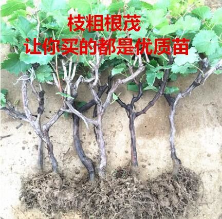 平邑县巨峰葡萄苗 优质嫁接葡萄树苗，各种品种，各种规格