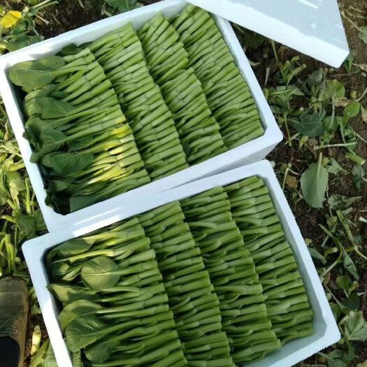 武汉 广东菜心 ，质量保障，