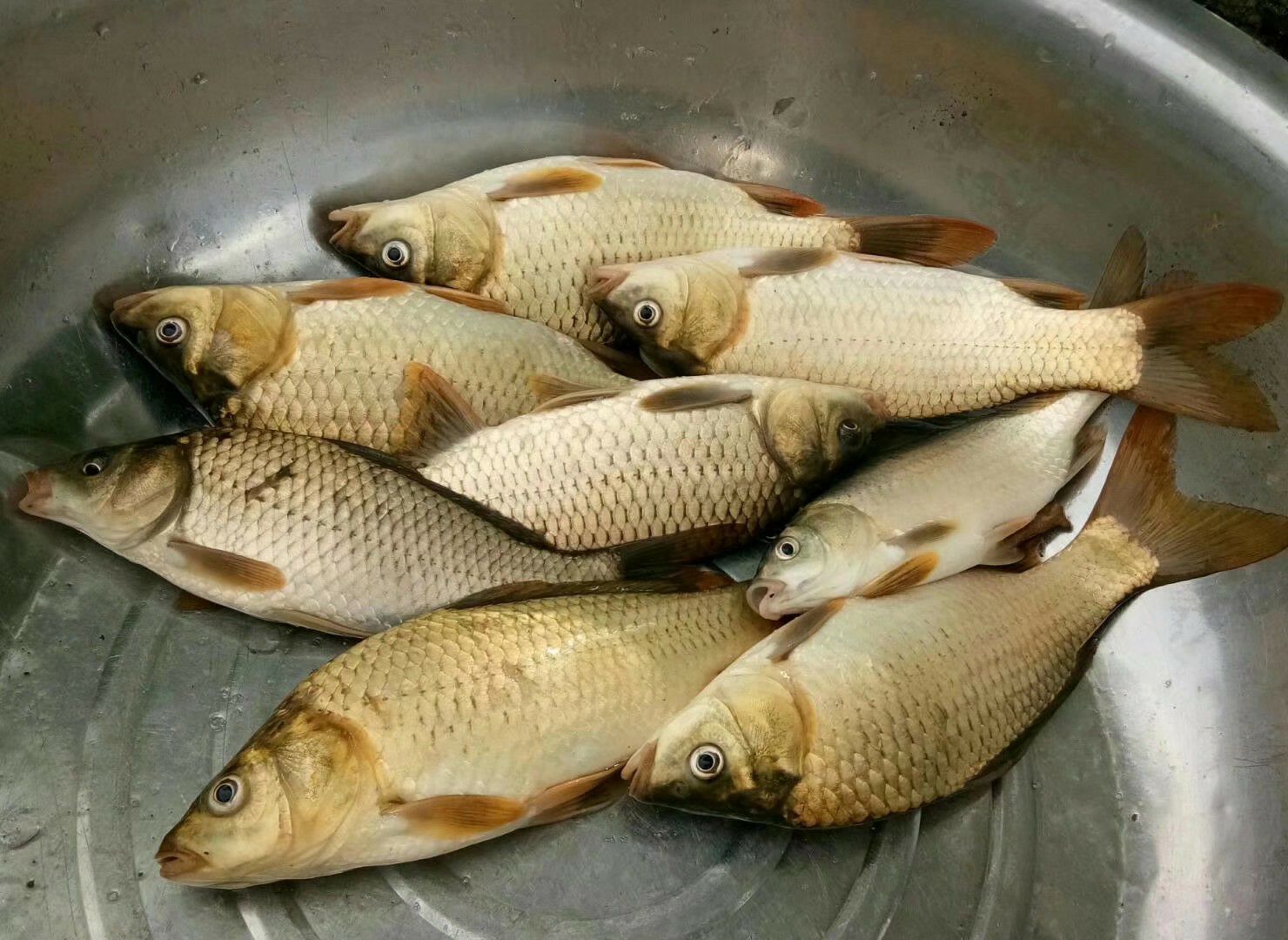 [湘云鲫批发]湘云鲫 人工养殖 0.25-1公斤价格6