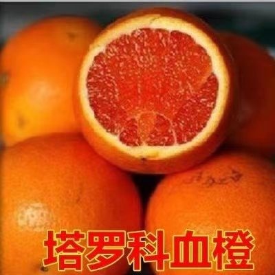 平邑县 血橙苗，基地直销，当年挂果，现挖苗现发货，可签订合同