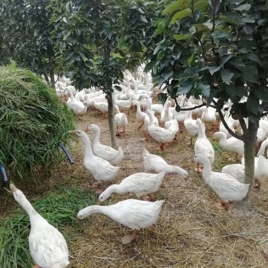 阜南县 120多天的大白鹅