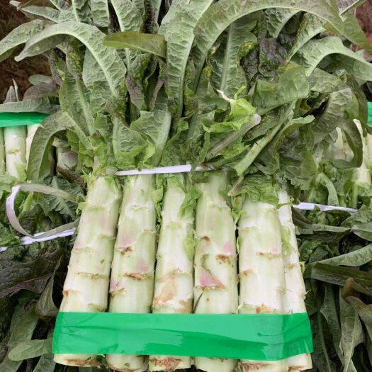 荆州红叶莴笋  红叶莴芛莴苣货量到4月份 有货