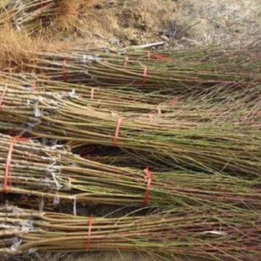 阜阳 大量低价供应优质桃树苗，货不对板，假一赔十