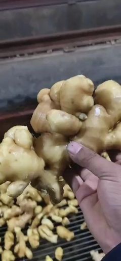  生姜产地批发，大黄姜批发全国发货
