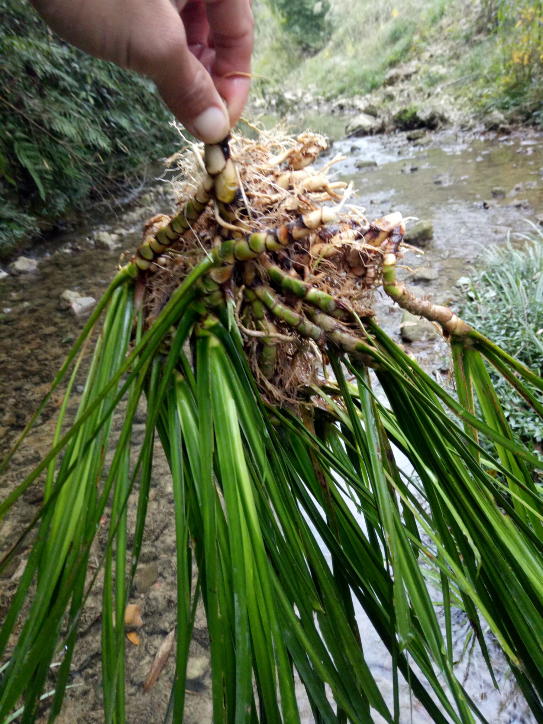  石菖蒲新鲜天然 价值高 室内绿化植物