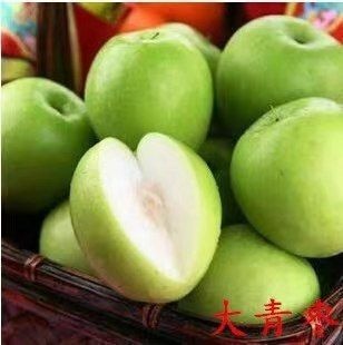 平邑县 青枣苗，基地直销包品种包成活，当年挂果，