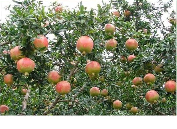 蒙阳红石榴苗  石榴树树苗突尼斯软籽盆栽地栽当年结果室内庭院