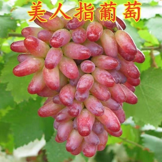 平邑县美人指葡萄苗大苗果树果苗爬藤南方种植果树苗当年结果葡萄树苖