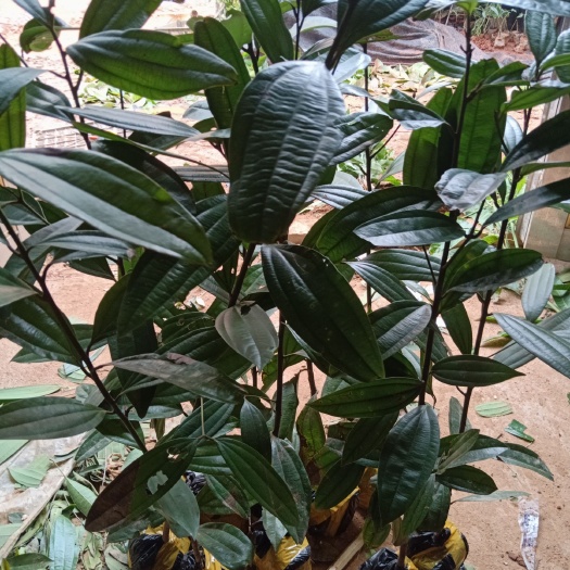 灵山县桂皮树肉桂苗