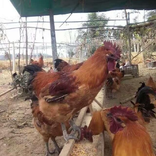 蒲江县麻乌鸡苗供应  四川麻羽乌鸡苗批发 快大型麻羽乌鸡苗
