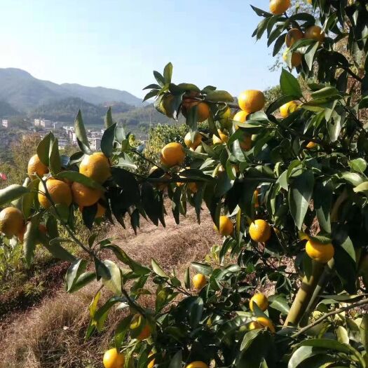 仁化县 皇帝柑便宜卖