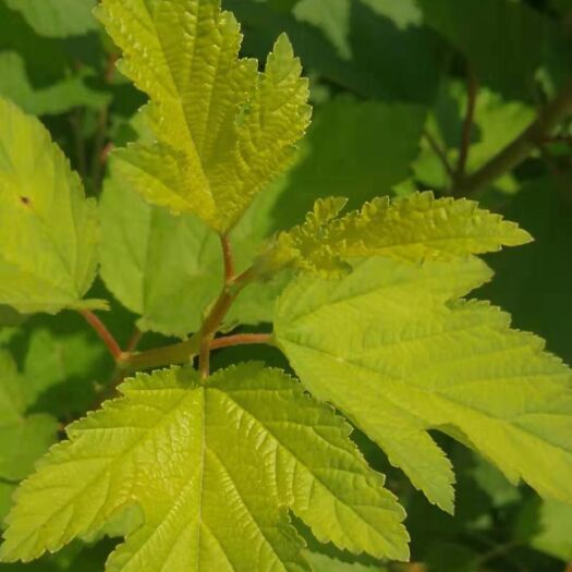 开原市产地批发 金叶风箱果 风箱果树苗 彩色绿篱苗木 东北风箱果