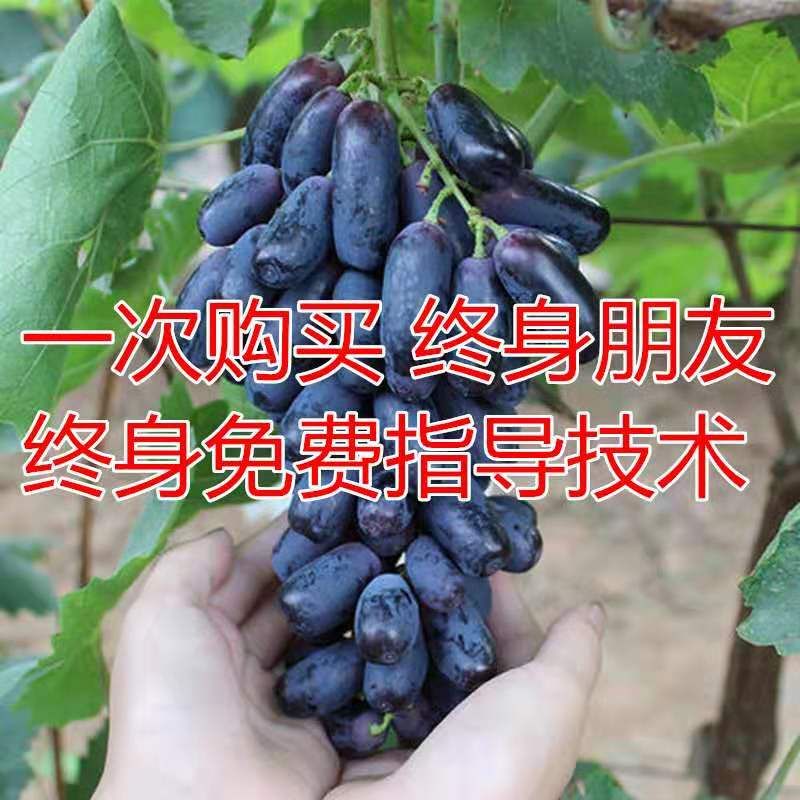 葡萄树苗蓝宝石葡萄苗南北方种植当年结果大苗爬藤果树苗葡萄树