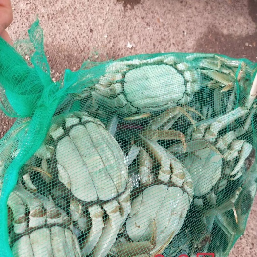 洪湖市兴化大闸蟹  鲜活大闸蟹红膏，清水养殖，毛蟹，稻田蟹，品质保