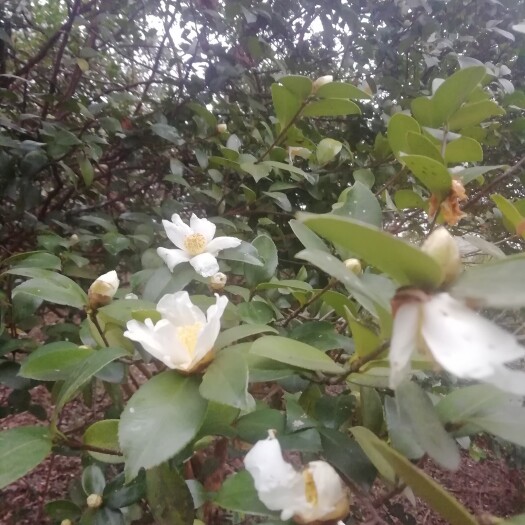 攸县压榨山茶油