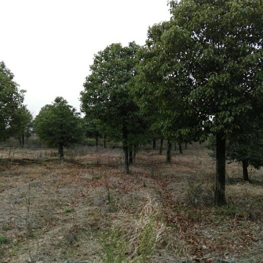 南京供应香樟树 香樟价格 15公分-20公分精品香樟