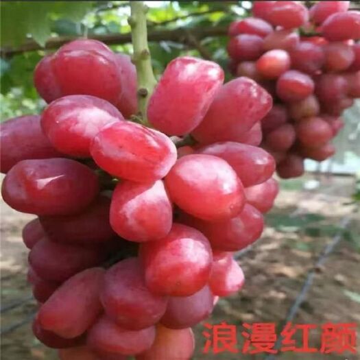 平邑县 葡萄苗，浪漫红颜，基地直销，当年挂果，现挖现发货