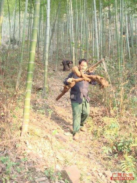 葛根粉 正宗野生山葛粉  农民深山自挖 假一赔十