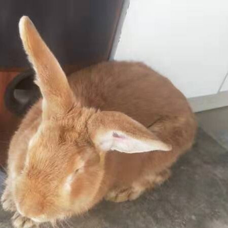 大连虎皮黄兔