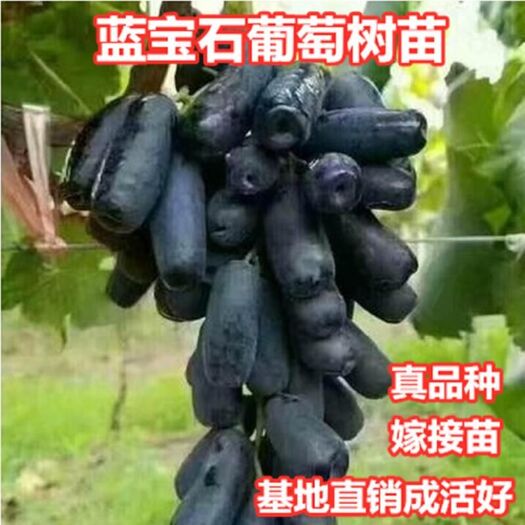 平邑县蓝宝石葡萄苗 嫁接蓝宝石葡萄树苗包品种