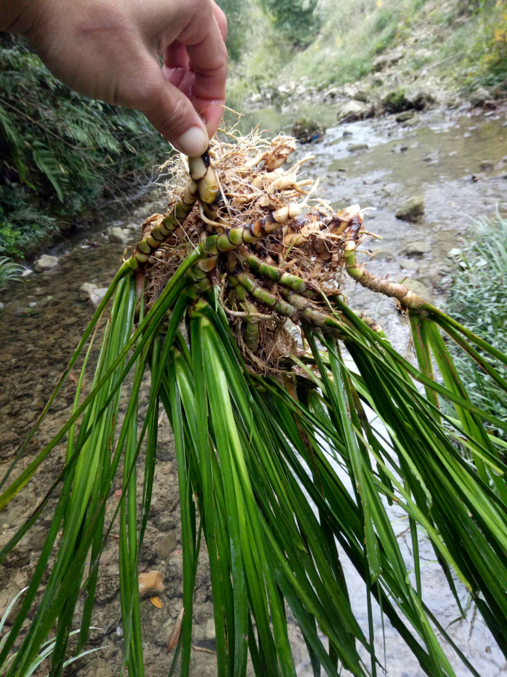  石菖蒲新鲜天然 价值高 室内绿化植物