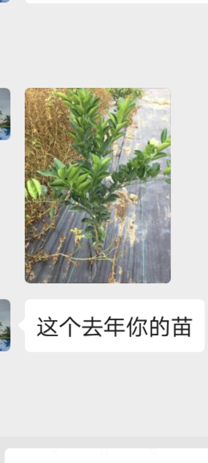 塔罗科血橙苗  优质赣南脐橙苗