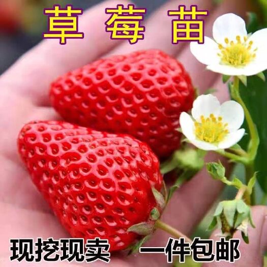 平邑县 草莓苗基地直销包品种包成活，当年挂果，
