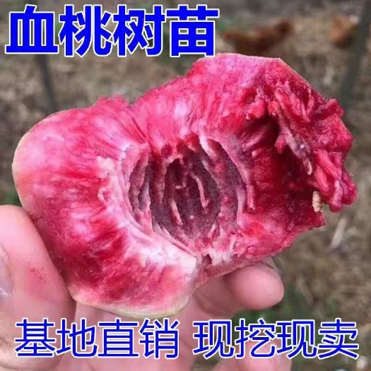 平邑县血桃苗  嫁接新品种贵妃血桃桃树苗中华血桃树苗紫肉血桃当年结