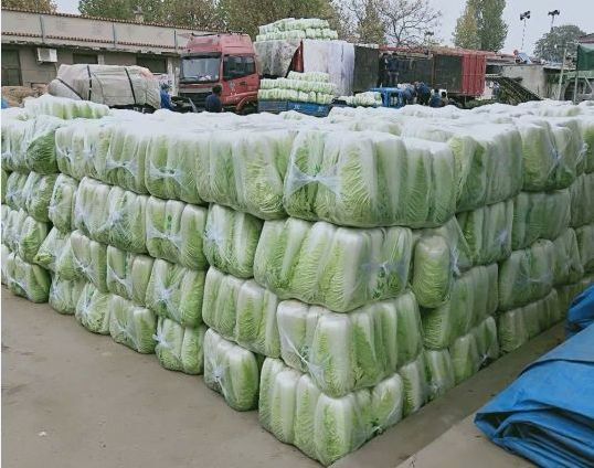 滕州市 山东黄心大白菜 北京三号白菜 产地直供