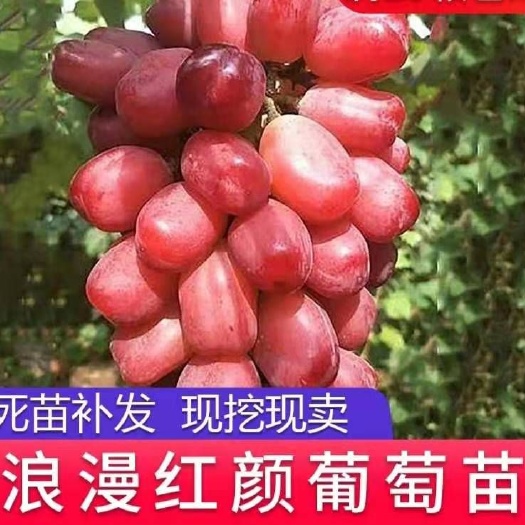 平邑县浪漫红颜葡萄苗浪漫红颜葡萄嫁接树苗南方北方种植地栽盆栽果树