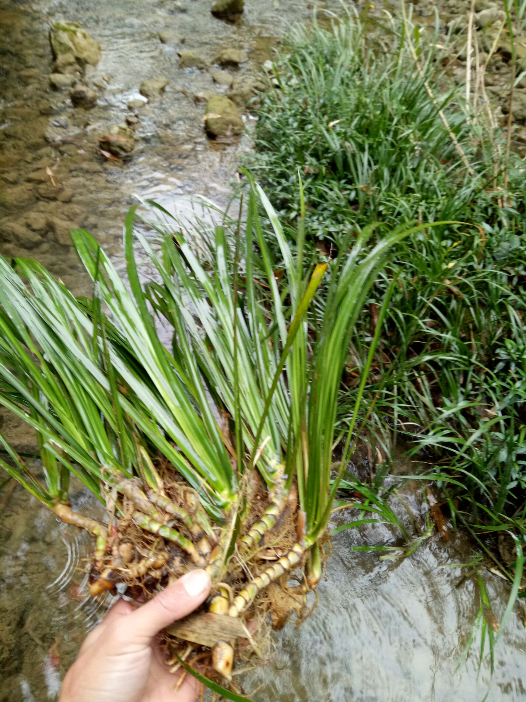  石菖蒲新鲜天然 价值高 室内绿化植物