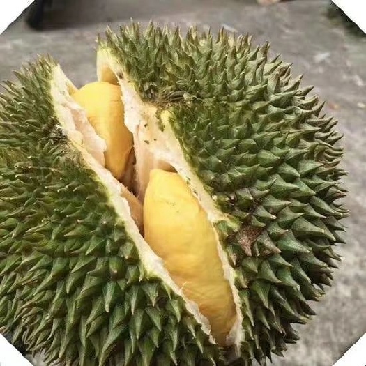 越南奶油猫山王榴莲 6-7斤 果大苞多出肉率高 又香又甜又糯