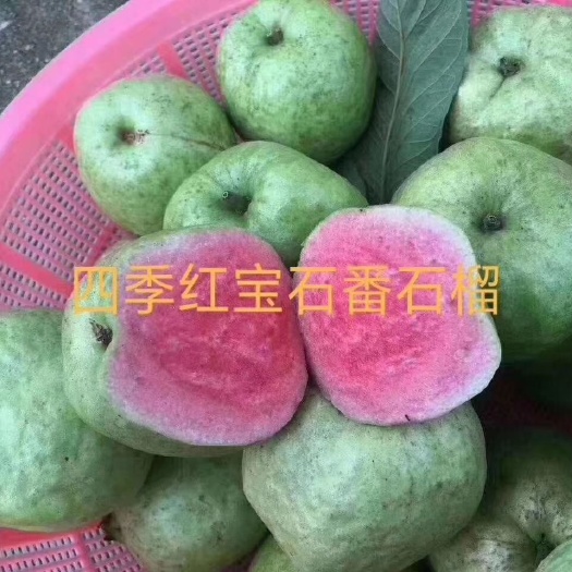 灵山县四季红宝石番石榴苗，正品嫁接苗、量大从优
