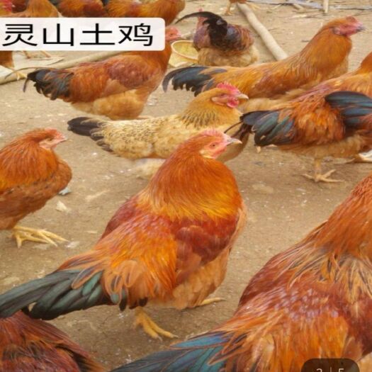 南宁 灵山土鸡苗 公苗 包打疫苗 ，包路损，120天出栏