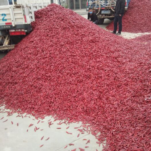 金乡县三樱干辣椒 出售三英辣椒干度好