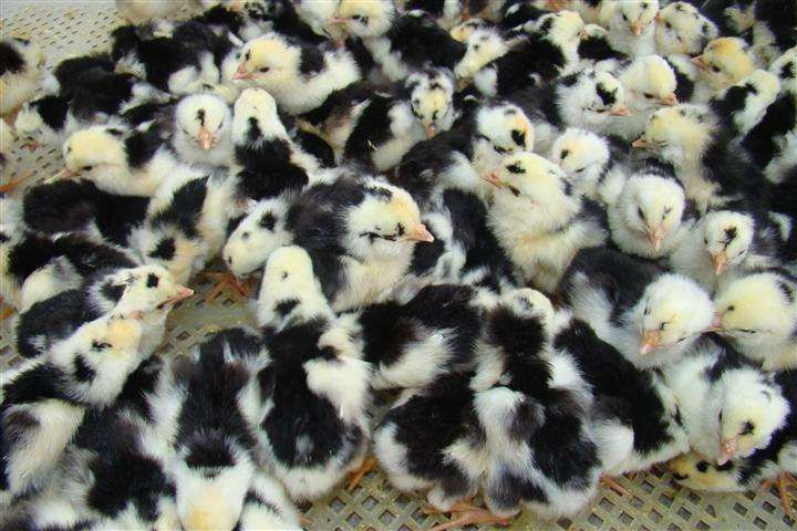  贵妃鸡苗  贵妃鸡苗批发  纯种贵妃鸡苗价格