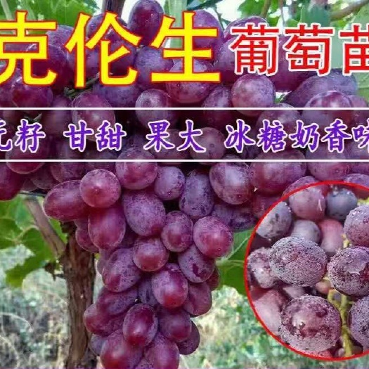 平邑县葡萄新品种 克伦生无核葡萄苗 嫁接苗红提克瑞森葡萄树苗当年