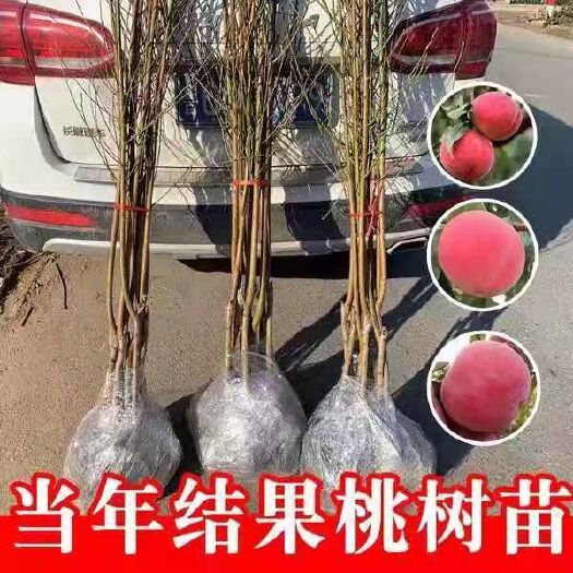 沭阳县 桃树苗血桃水蜜桃黑桃早熟晚熟嫁接桃苗盆栽地栽当年结果果树苗