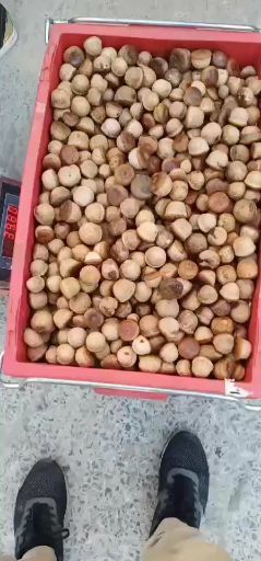 封开县风流果 24个月以上