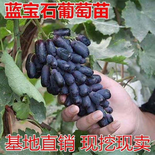 平邑县葡萄树苗蓝宝石葡萄苗南北方种植当年结果大苗爬藤果树苗葡萄树