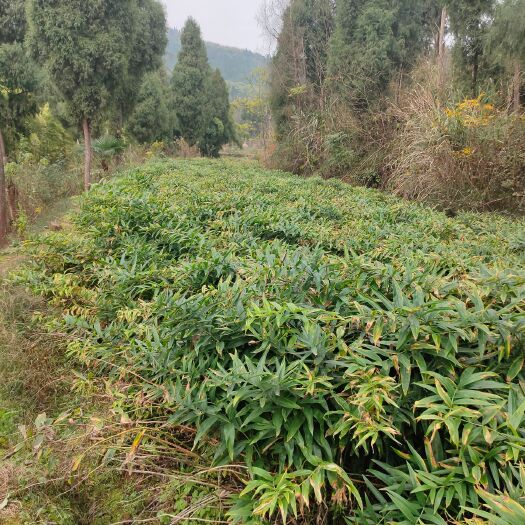 南充 黄精
