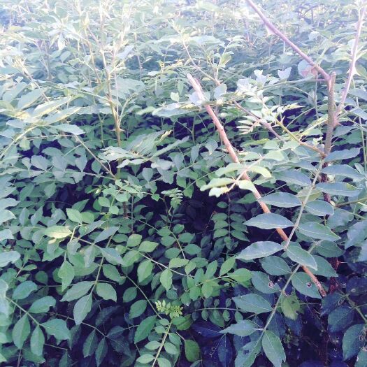 平邑县韩城大红袍花椒苗 大红袍花椒，高品质。包成活