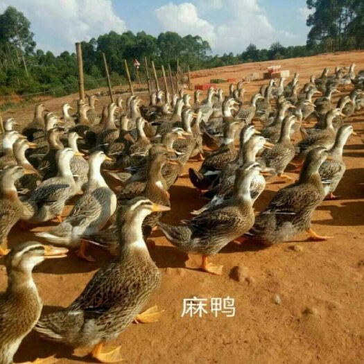 南宁 合浦麻鸭苗（大种） 包打疫苗 包运输成活