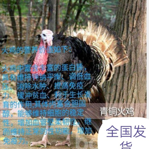 南宁 青铜火鸡苗 贝蒂娜火鸡 尼古拉火鸡苗 包疫苗