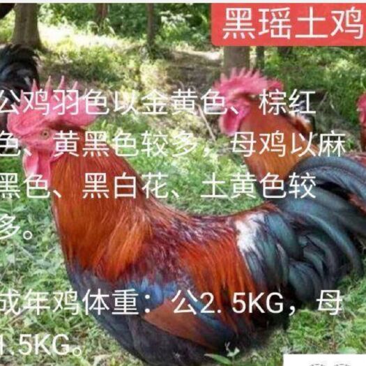 南宁 黑瑶鸡苗 包疫苗 包运输成活