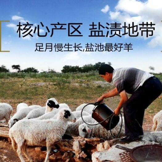 盐池县羊肉类  盐池滩羊  自己吃 送礼 必备好羊肉