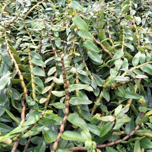 勐海县 铁皮石斛单年草