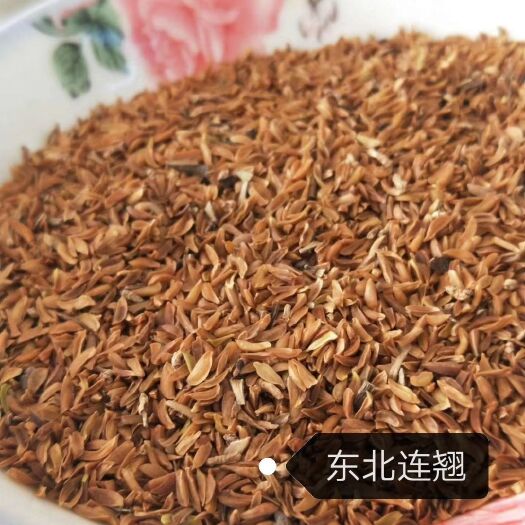开原市 东北连翘种子 颗粒饱满 耐寒迎春花 连翘树苗 价格合理