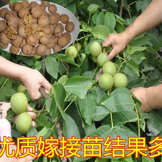 平邑县 优质嫁接核桃苗，各种规格，苗圃直售