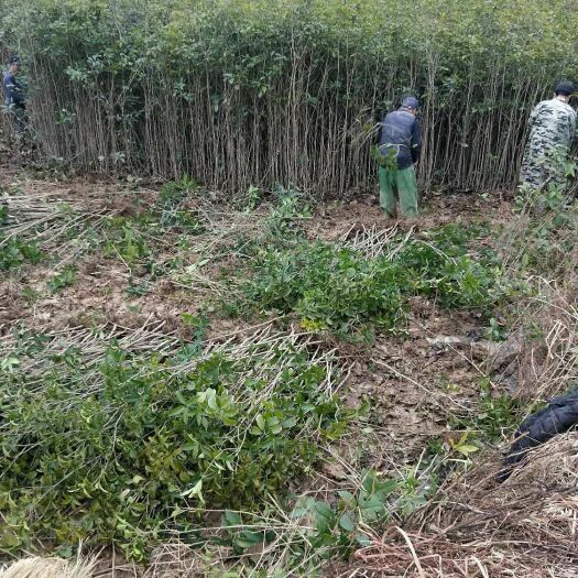 庐江县 桂花树苗金桂丹桂八月桂四季桂红叶石楠盆栽花卉庭院绿植桂花苗